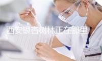 西安银杏树林正在那里 西安七大年夜没有雅赏银杏的处所
