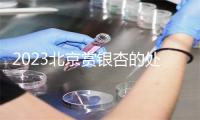 2023北京赏银杏的处统统哪些